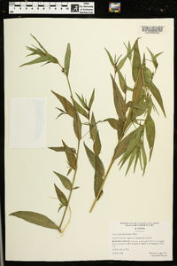 Ludwigia decurrens image