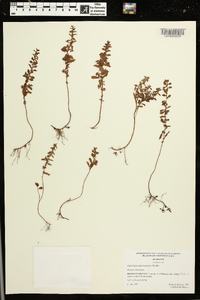 Ludwigia microcarpa image