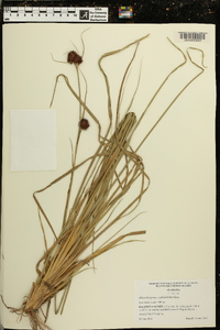 Rhynchospora cephalantha image