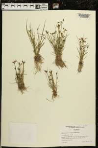 Rhynchospora nitens image