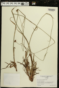 Rhynchospora baldwinii image