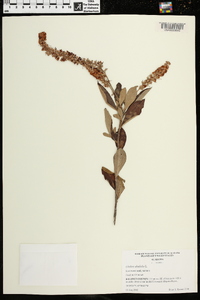 Clethra alnifolia image