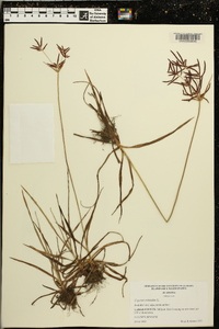 Cyperus rotundus image