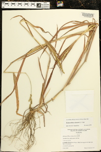 Echinochloa colona image