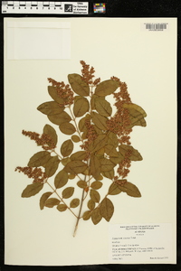 Ligustrum sinense image