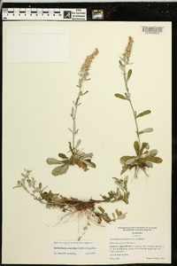 Gamochaeta coarctata image