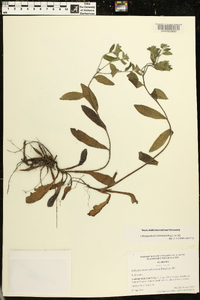 Lithospermum tuberosum image