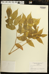 Prosartes lanuginosa image