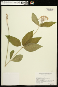 Asclepias quadrifolia image