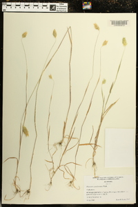 Phalaris caroliniana image