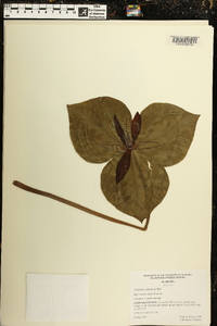 Trillium cuneatum image