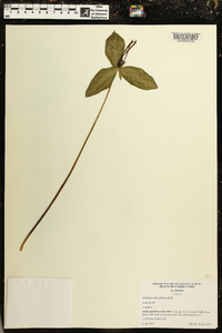 Trillium lancifolium image