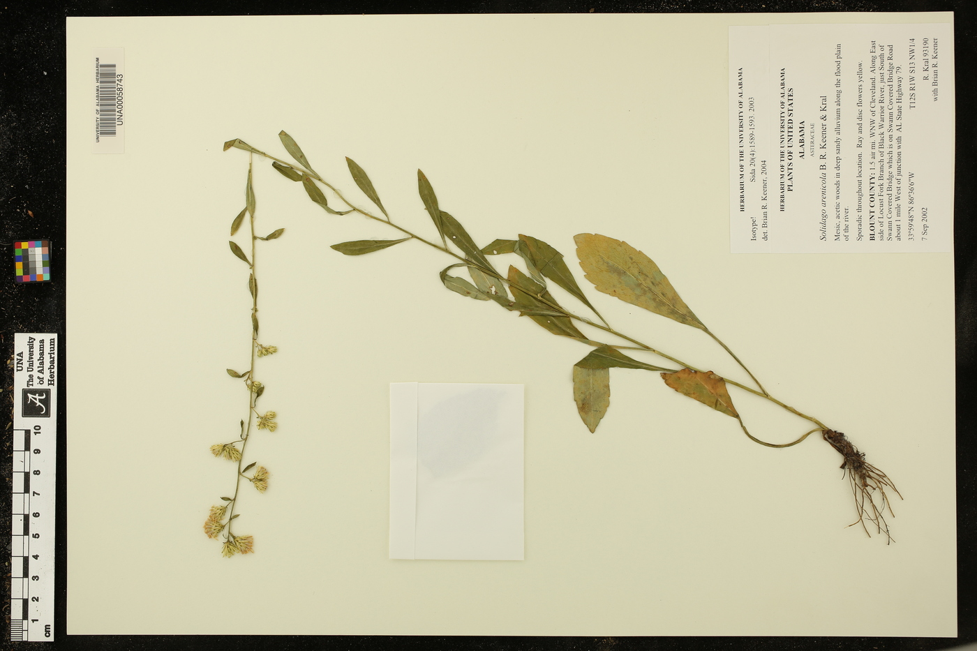 Solidago arenicola image