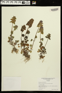 Lamium purpureum image