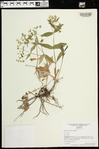 Stellaria pubera image