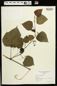 Ampelopsis cordata image