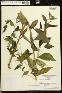 Lithospermum latifolium image