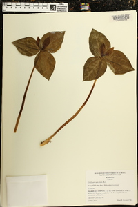 Trillium cuneatum image