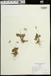 Viola sororia var. sororia image