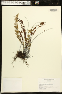 Asplenium resiliens image