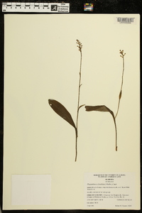 Platanthera clavellata image