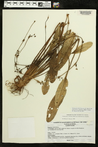 Echinodorus subalatus image
