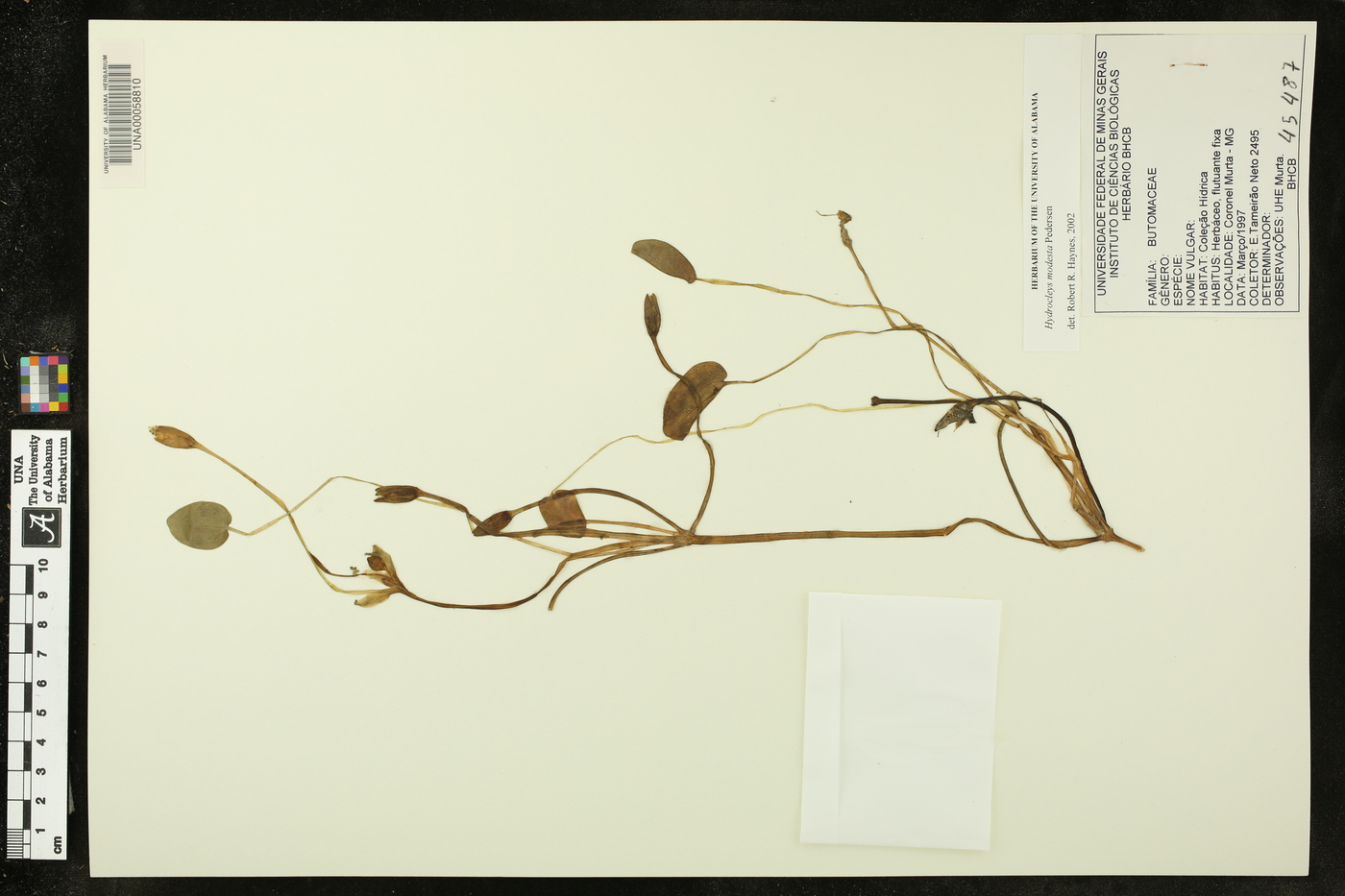 Hydrocleys modesta image