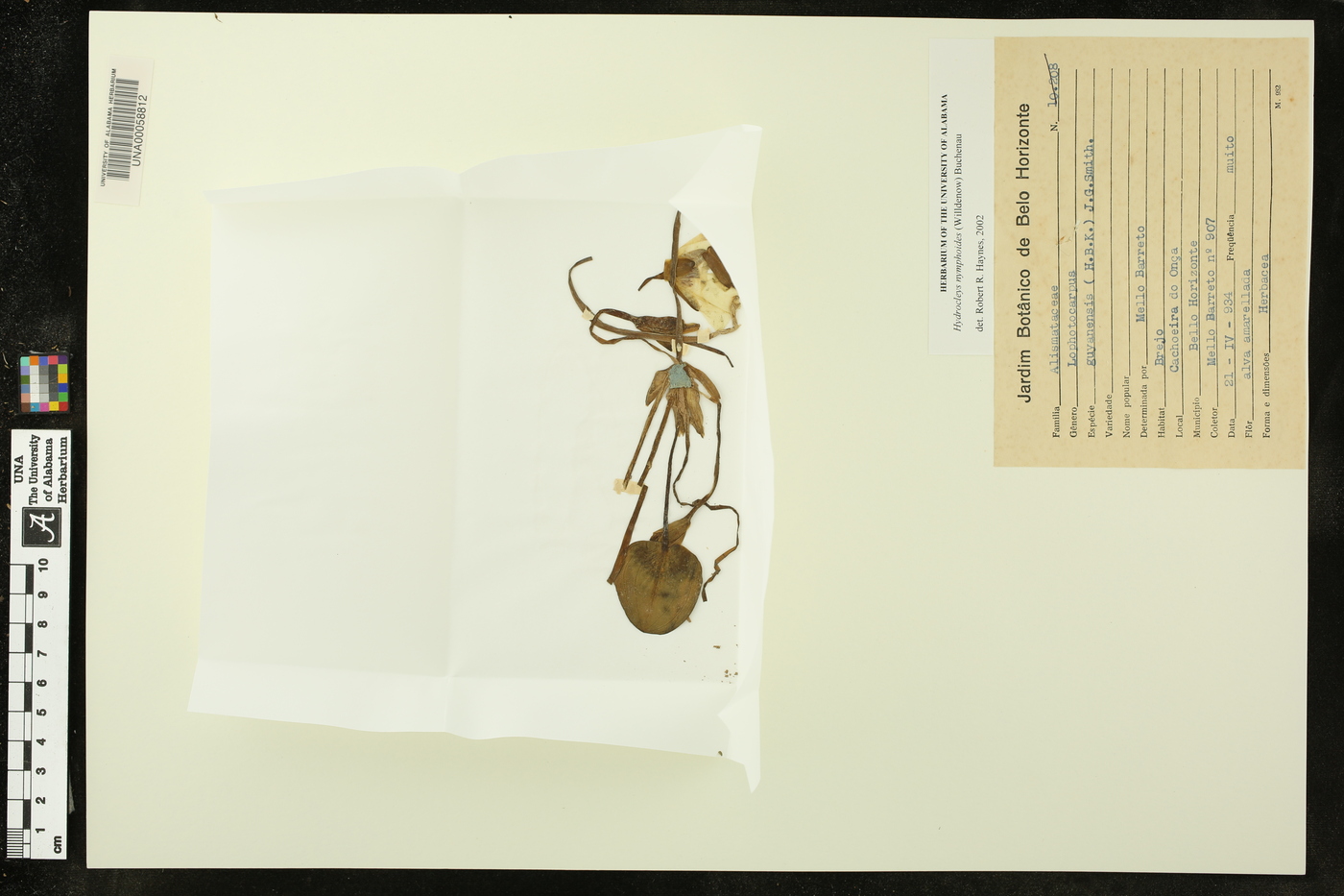 Hydrocleys nymphoides image