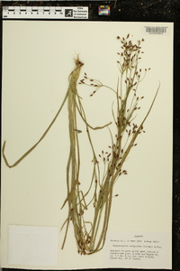 Rhynchospora scirpoides image