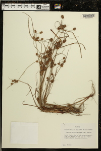 Cyperus retrorsus image