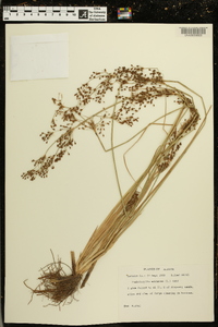 Fimbristylis miliacea image