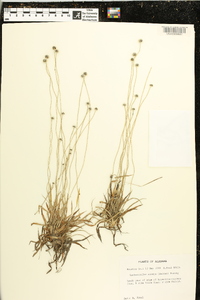 Lachnocaulon anceps image