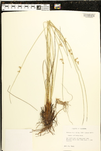 Juncus coriaceus image