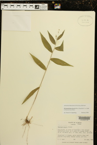 Danthonia sericea image