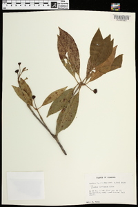 Illicium floridanum image