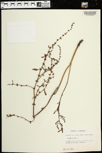 Rumex pulcher image