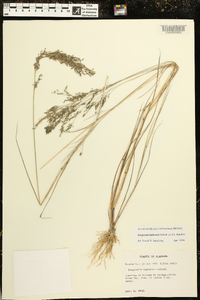 Eragrostis bahiensis image