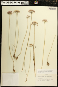 Allium canadense var. mobilense image