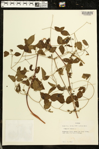 Clematis viorna image