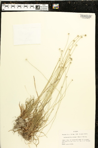 Lachnocaulon anceps image