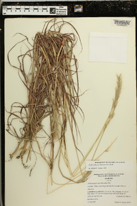 Bothriochloa saccharoides image