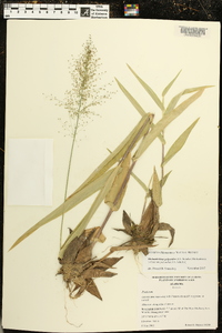 Dichanthelium polyanthes image