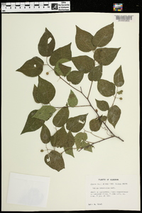 Celtis tenuifolia image