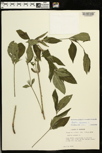 Ruellia strepens image