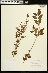 Ligustrum sinense image