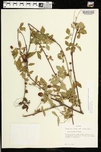 Rubus flagellaris image