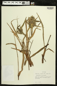 Tradescantia hirsuticaulis image