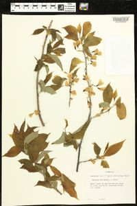 Halesia carolina image