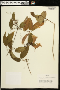 Bignonia capreolata image