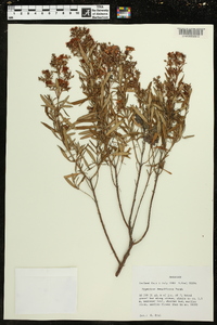 Hypericum densiflorum image